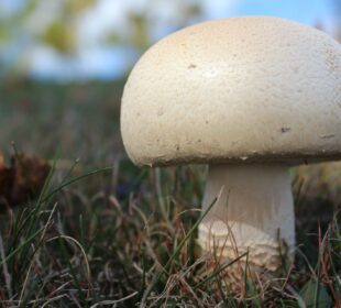 mushroom growing farm