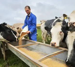 cow feeding