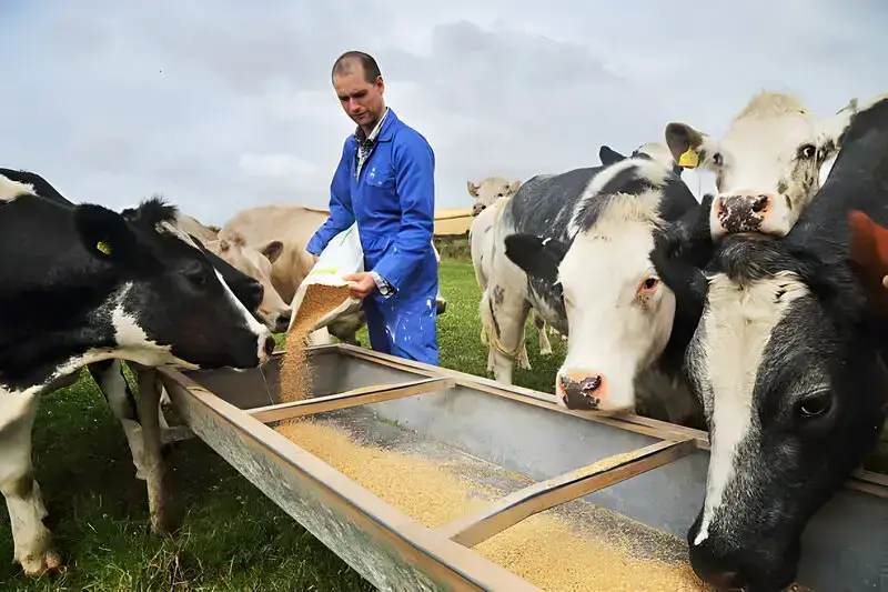 cow feeding